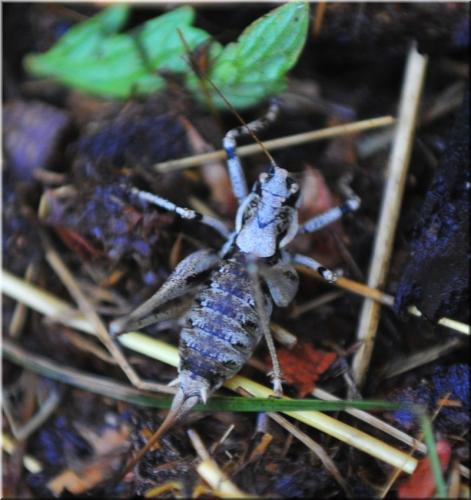 Réf. 239 124 : Antaxius pedestris